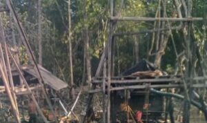 Mangrove